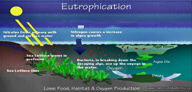 Water bloom, Algal Blooms, Eutrophication & Nutrient Pollution